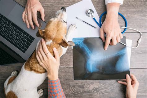 Introduction: The Importance of Joint Health in Pets