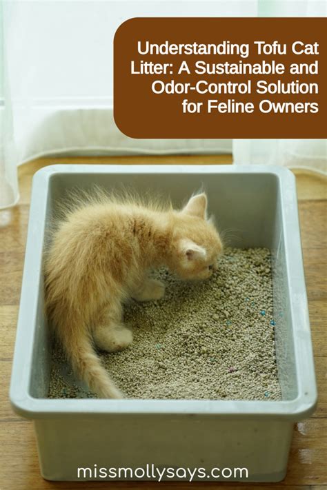 Introduction: The Importance of Litter and Odor Control for Feline Well-being