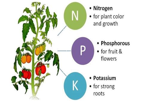 Introduction: The Importance of NPK Fertilizers