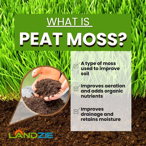 Introduction: The Importance of Peat Moss and Fertilizer in Gardening