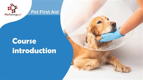 Introduction: The Importance of Pet Care