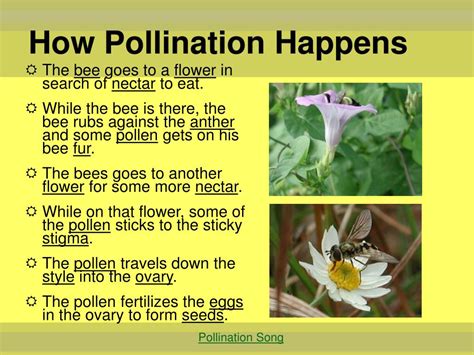 Introduction: The Importance of Pollination