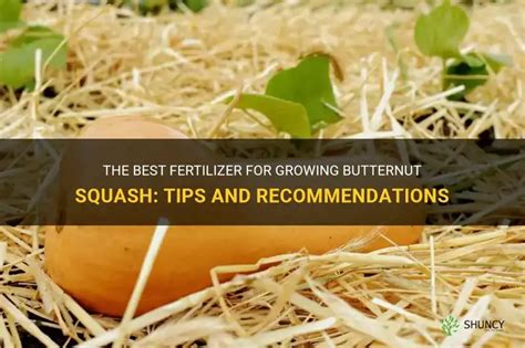 Introduction: The Importance of Squash Fertilizer