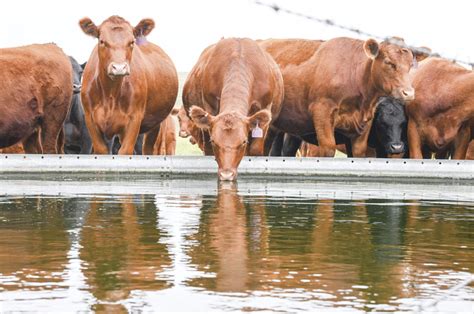 Introduction: The Importance of Water for Cattle