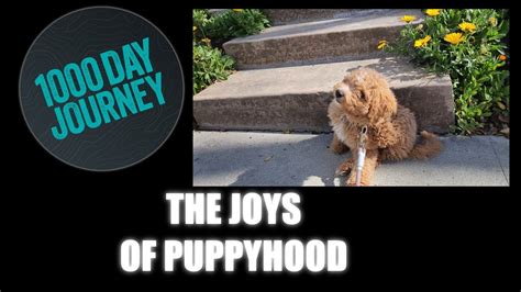 Introduction: The Joyous Journey of Puppyhood