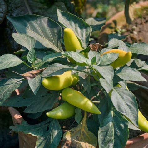 Introduction: The Key Role of Fertilizer in Jalapeno Cultivation