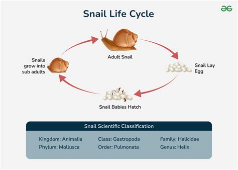 Introduction: The Mystique of Snails