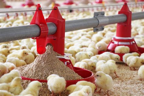 Introduction: The Need for Automated Poultry Feeding