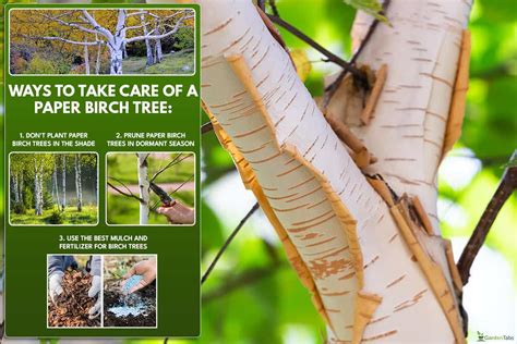 Introduction: The Power of Birch Tree Fertilizers