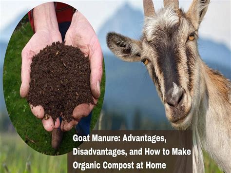 Introduction: The Problem of Goat Manure Waste