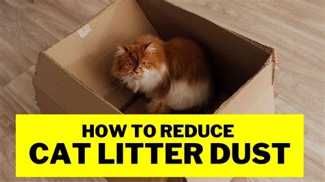 Introduction: The Problem with Dusty Kitty Litter