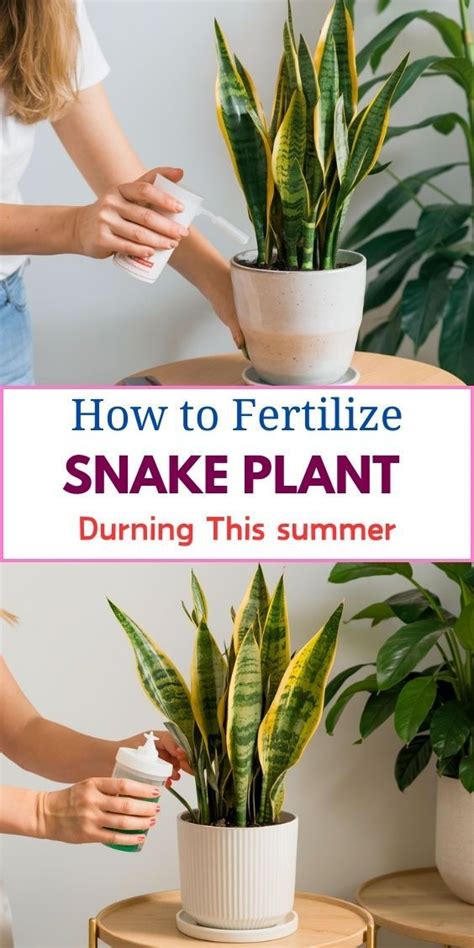 Introduction: The Vital Role of Fertilizer for Snake Plants