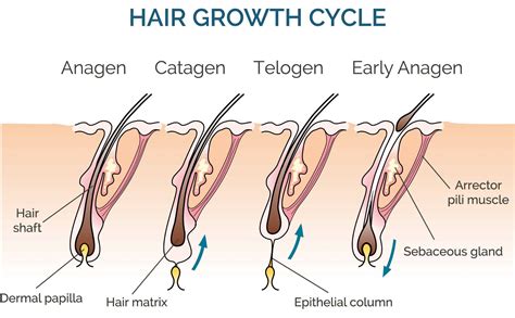 Introduction: Understanding the Hair Growth Cycle