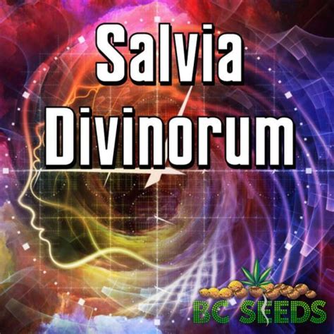 Introduction: Unlocking the Potential of Salvia