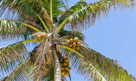 Introduction: Unlocking the Secrets of Coconut Palm Tree Nutrition