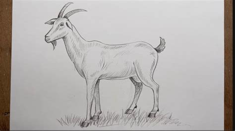 Introduction: Unveil the Beauty of Goat Drawings