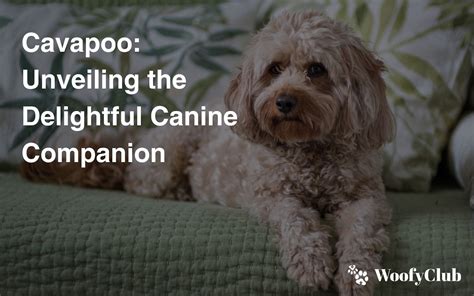 Introduction: Unveiling the Sanctuary for Canine Companions