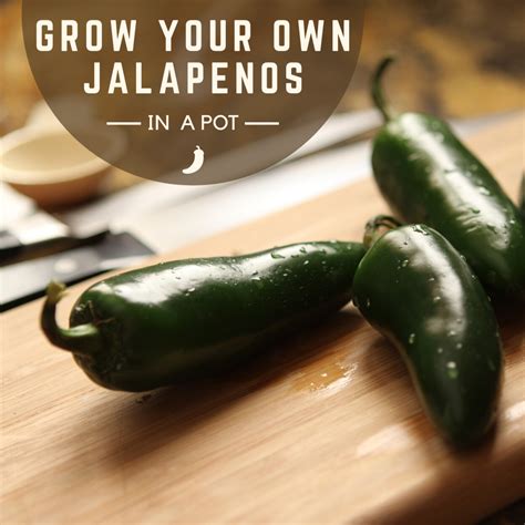 Introduction: Why Fertilizing Jalapenos Matters