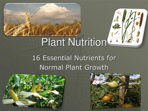 Introduction: Why Plant Nutrition Matters