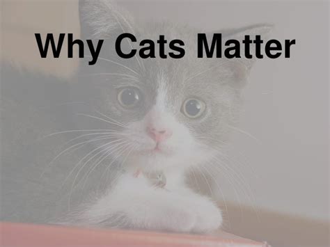 Introduction: Why Videos for Cats Matter