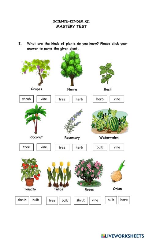 Introduction To Plants Worksheets Answers PDF