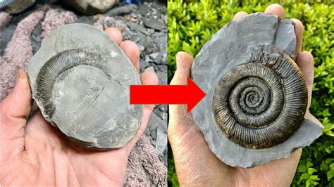 Introduction to Ammonites