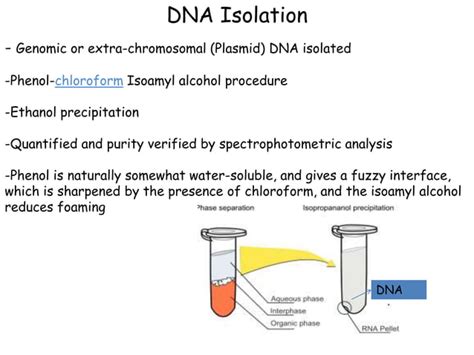 Introduction to Basic Molecular Biology Techniques Doc