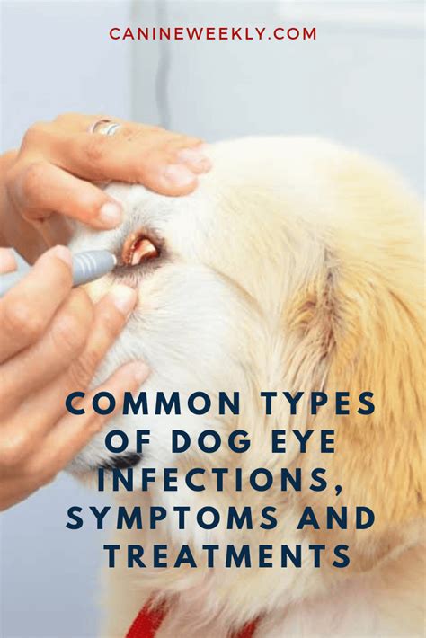 Introduction to Canine Eye Infections