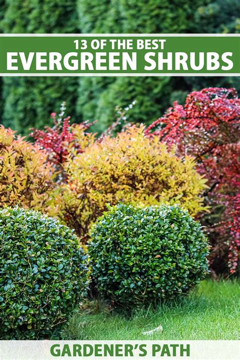 Introduction to Evergreen Trees and Shrubs Growing Evergreen Shrubs and Trees in Your Garden Kindle Editon