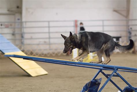 Introduction to RavenSinn's Canine Training Methodology