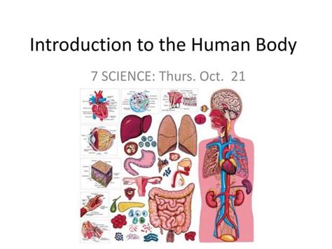Introduction to the Human Body Doc