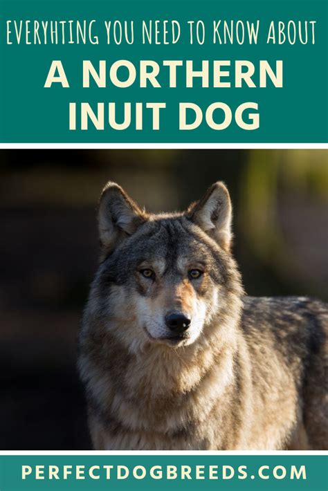 Inuit Dog Price: Everything You Need to Know