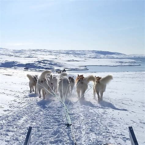 Inuit Dog Price: Your Comprehensive Guide to Adorable Arctic Companions