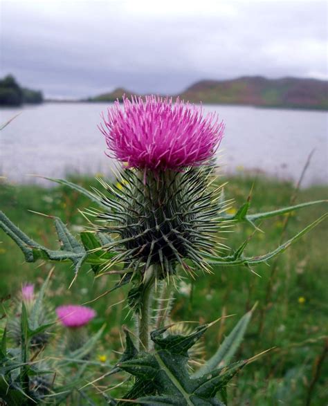 Inverness Caledonian Thistle: A Scottish Highland Giant