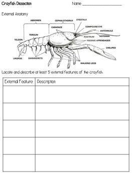Investigation 30a Crayfish Dissection Answers Epub