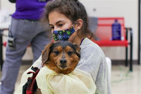 Iowa Animal Rescue League: A Lifeline for Iowa's Furry Friends