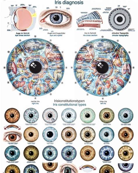 Iridology Eye Chart