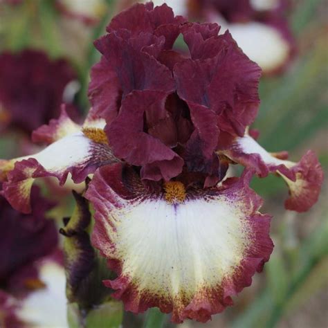 Iris Class Ring: Unveiling a Legacy of Tradition and Symbolism