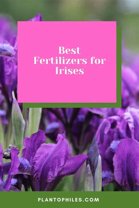 Iris Fertilizer: A Comprehensive Guide to Nourishing Your Rainbow