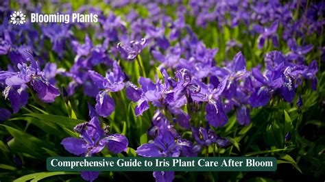 Iris Flower Fertilizer: A Comprehensive Guide to Nutrition and Blooming