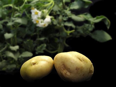Irish Potato Breeding... Kindle Editon