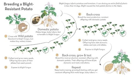 Irish Potato Breeding... Kindle Editon