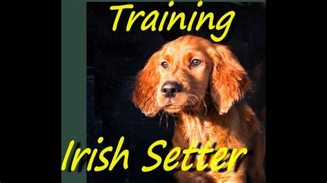 Irish Red Setter Training Guide Irish Red Setter Training Includes Irish Red Setter Tricks Socializing Housetraining Agility Obedience Behavioral Training and More Kindle Editon