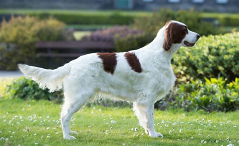 Irish Red and White Setters PDF