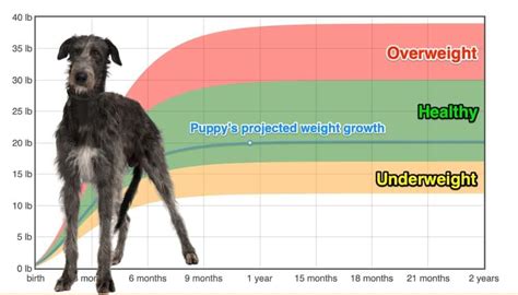 Irish Wolfhound Growth Chart