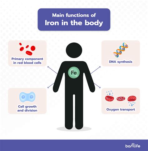 Iron's Role in the Body