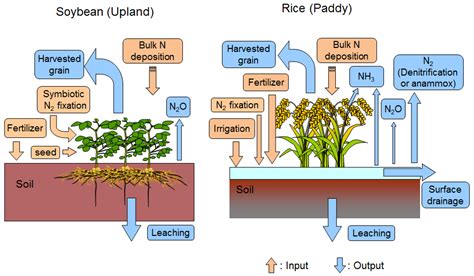 Iron, Nitrogen, and Crop Yield