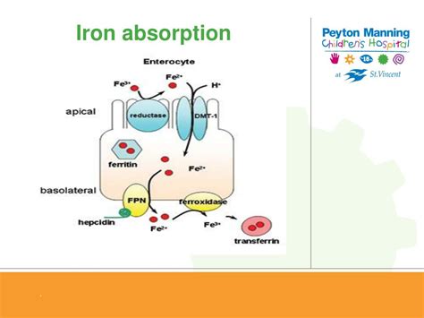 Iron Absorption: