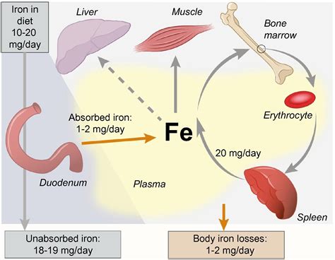 Iron Absorption and Blood Health: