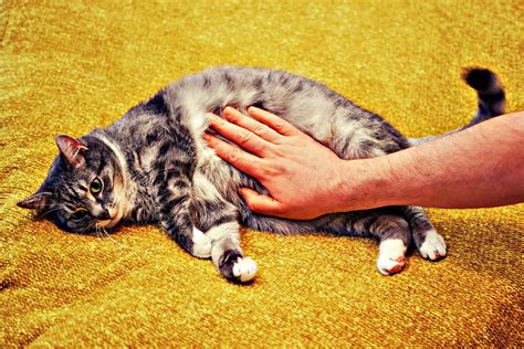 Irritable Bowel Disorder in Cats: A Comprehensive Guide